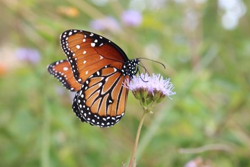 Closeup of a monarch butterfly on a purple wildflower about to fly away