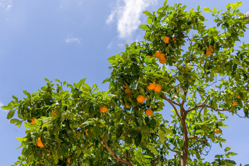 An oranges tree on background of the sky - 231738519
