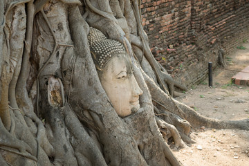Fototapeta na wymiar Side view of Buddha head embedded in banyan tree roots in Wat Mahathat, Ayutthaya, Thailand