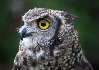 owls sharp eye