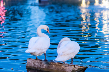 Two graceful white swans are standing on the ledge in the pond - 231738548