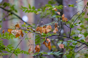 colored tree leaves lush pattern in forest with branches and sunlight