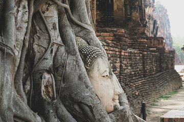 Vintage side view of Buddha head embedded in banyan tree roots in Wat Mahathat, Ayutthaya, Thailand - obrazy, fototapety, plakaty