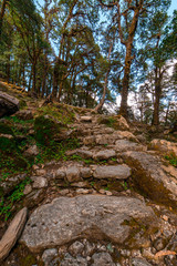 Khaliya Top Trek / Forest Trek - Munsyari, Uttarakhand, India