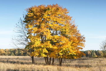 Krajobraz mazurski - drzewo © Rafa