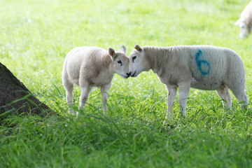 Obraz premium two lambs kissing in a field