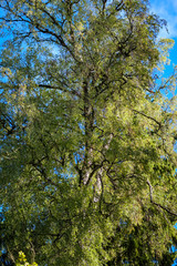colored tree leaves lush pattern in forest with branches and sunlight