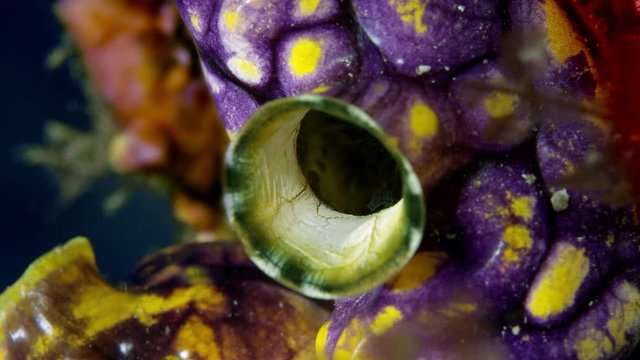 Close up  of a Golden Sea Squirt (Polycarpa aurata)