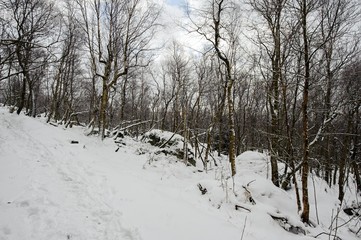 Fototapeta na wymiar Winter landscape covered with snow