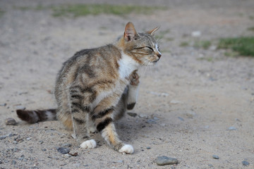 getigerte Straßenkatze kratzt sich auf einem Schotterweg