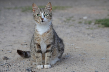 trächtige Straßenkatze sitzt auf einem Schotterweg und blickt Richtung Kamera