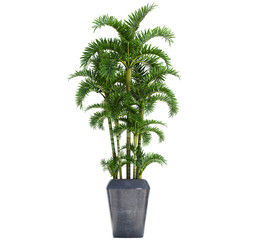 palm in a pot on a white background
