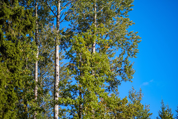 colored tree leaves lush pattern in forest with branches and sunlight