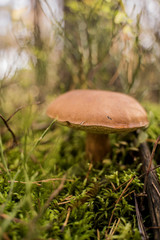 podgrzybek