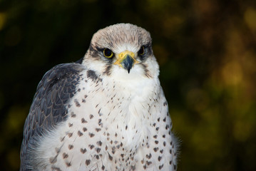 GREIFVÖGEL - Lannerfalke