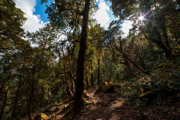 Khaliya Top Trek / Forest Trek - Munsyari, Uttarakhand, India