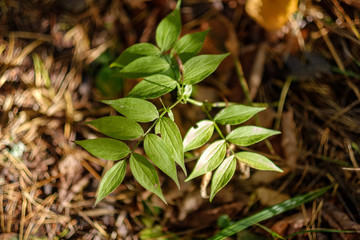 colored tree leaves lush pattern in forest with branches and sunlight