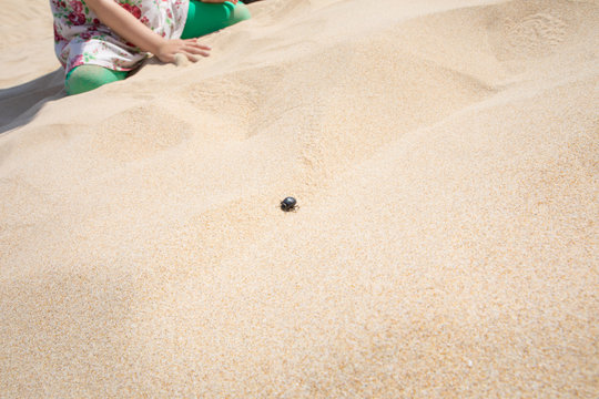 Black Beetle Running On The Sand Next To Little Girl