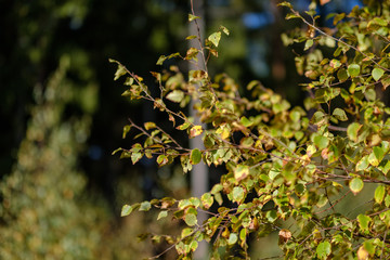 birch tree lush in colorful autumn forest