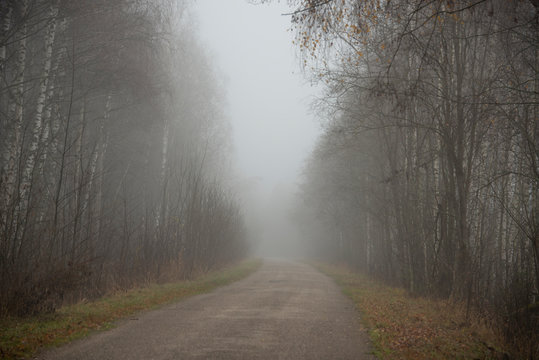 landscape - fog in  late fall