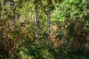 colored tree leaves lush pattern in forest with branches and sunlight