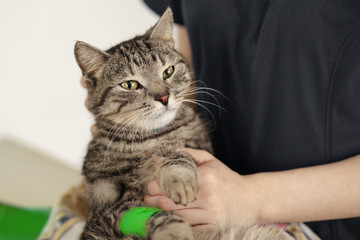 cat veterinary clinic the disease is a veterinarian examines a cat at the animal hospital