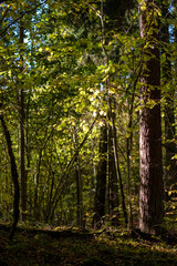 colored tree leaves lush pattern in forest with branches and sunlight