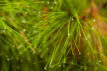 macro wet pine needle