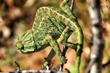 Chameleon on a branch under the sun