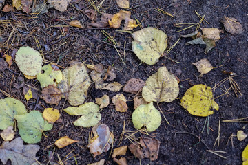 colored tree leaves lush pattern in forest with branches and sunlight