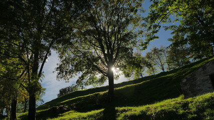 Bosco delle Alpi Italiane