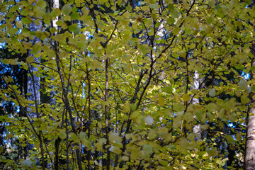 birch tree lush in colorful autumn forest