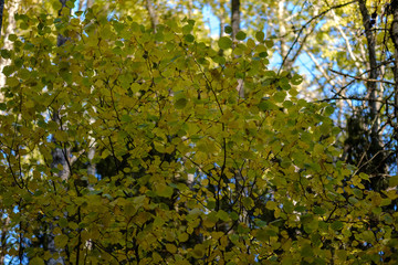 birch tree lush in colorful autumn forest