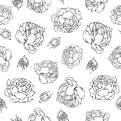 Seamless pattern Peony Rose, white black background, stunning peonies; Beautiful bud, vector objects, outline hand drawing