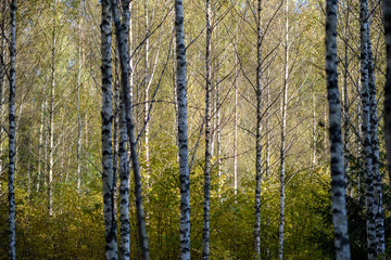 birch tree lush in colorful autumn forest