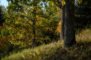 Obraz premium colored tree leaves lush pattern in forest with branches and sunlight