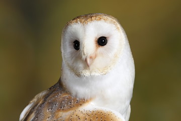 Barn owl - studio captured portrait