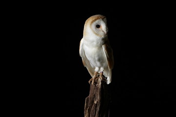 Barn owl - studio captured portrait