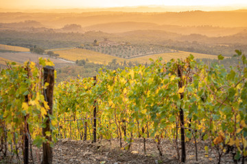 Fototapeta na wymiar Chianti region, Tuscany. Vineyards at sunset in autumn. Central Italy