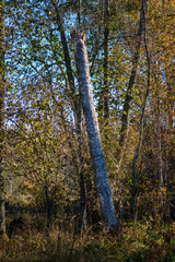 colored tree leaves lush pattern in forest with branches and sunlight