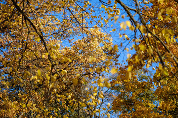 colored tree leaves lush pattern in forest with branches and sunlight