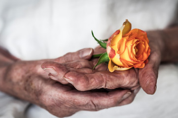 Hands of an old woman are holding a rose / Old women hands hold a yellow rose.