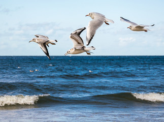 Five seagulls flying over the blue sea.
