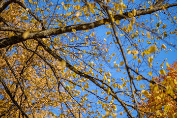 colored tree leaves lush pattern in forest with branches and sunlight