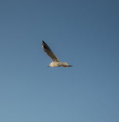 Seagull flying on a background of blue sky.