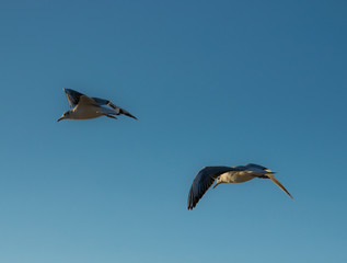 Obraz premium Two flying seagulls on a background of blue sky.