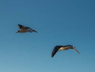 Two flying seagulls on a background of blue sky.