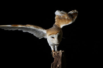 Fototapeta premium Barn owl - studio captured portrait