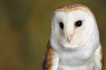 Barn owl - studio captured portrait