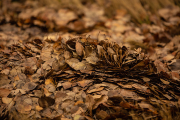 Pile of leaves, plenty of copyspace, neat design in the leaves.